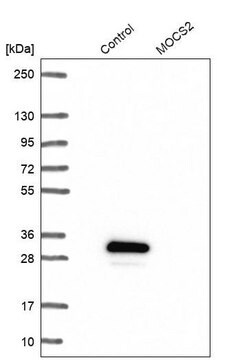 Anti-MOCS2 antibody produced in rabbit Prestige Antibodies&#174; Powered by Atlas Antibodies, affinity isolated antibody, buffered aqueous glycerol solution