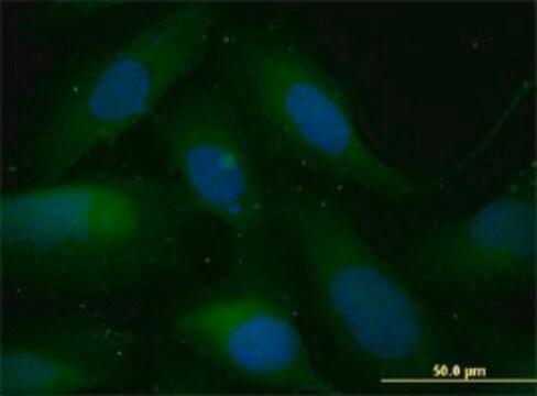 Monoclonal Anti-SNAI1 antibody produced in mouse clone 2G11, purified immunoglobulin, buffered aqueous solution