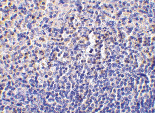 Anti-Caspase-1 (ab2) antibody produced in rabbit affinity isolated antibody, buffered aqueous solution