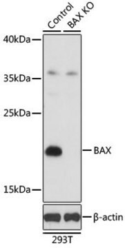 Anti-BAX antibody produced in rabbit