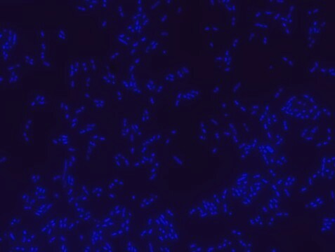 Bacterial negative control FISH probe - ATTO488 Probe for fluorescence in situ hybridization (FISH),20 &#956;M in water