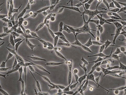 Lignée cellulaire murine d'adénocarcinome du côlon&nbsp;MC38