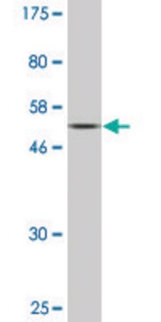 Monoclonal Anti-BST1 antibody produced in mouse clone 4C2, purified immunoglobulin, buffered aqueous solution