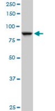 Anti-SEC63 antibody produced in mouse purified immunoglobulin, buffered aqueous solution