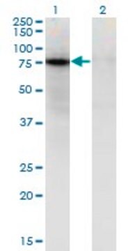 ANTI-ZNF41 antibody produced in mouse clone 4E5, purified immunoglobulin, buffered aqueous solution