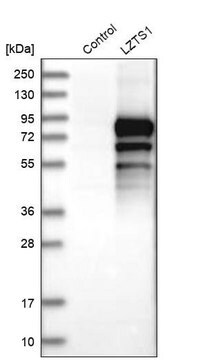 Anti-LZTS1 antibody produced in rabbit Prestige Antibodies&#174; Powered by Atlas Antibodies, affinity isolated antibody, buffered aqueous glycerol solution