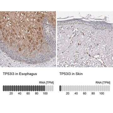 Anti-TP53I3 antibody produced in rabbit Prestige Antibodies&#174; Powered by Atlas Antibodies, affinity isolated antibody, buffered aqueous glycerol solution