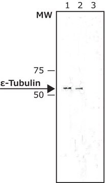 Monoclonal Anti-&#949;-Tubulin antibody produced in mouse clone TUB-11, purified immunoglobulin, buffered aqueous solution