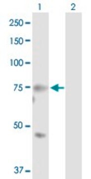 Anti-MASP2 antibody produced in rabbit purified immunoglobulin, buffered aqueous solution