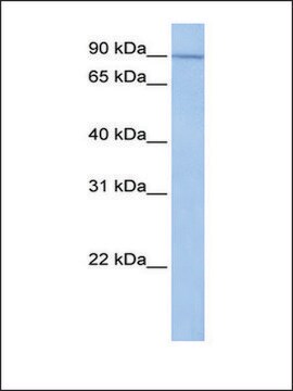 抗UNC84A抗体 ウサギ宿主抗体 affinity isolated antibody