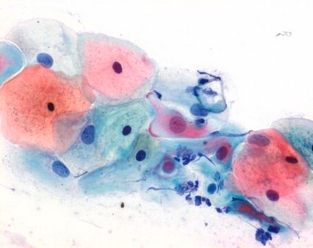 Soluzione di Papanicolaou&#8242; 3b soluzione policromatica EA 50 for cytology