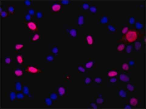 Anti-DGCR8 (N-terminal) antibody produced in rabbit ~1.0&#160;mg/mL, affinity isolated antibody