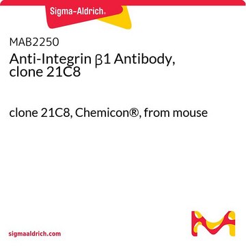 Przeciwciało anty-Integryna β1, klon 21C8 clone 21C8, Chemicon&#174;, from mouse