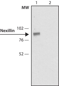 Anti-Nexilin antibody,Mouse monoclonal clone NX-38, purified from hybridoma cell culture