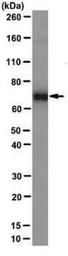 Anti-PABP 1 Antibody, clone 10E10 clone 10E10, from mouse