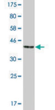 Monoclonal Anti-ID1 antibody produced in mouse clone 4D7-1A2, ascites fluid, solution