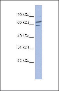 Anti-PGM1 antibody produced in rabbit affinity isolated antibody