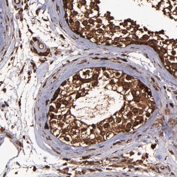 抗EIF4ENIF1抗体 ウサギ宿主抗体 Ab2, Prestige Antibodies&#174; Powered by Atlas Antibodies, affinity isolated antibody, buffered aqueous glycerol solution