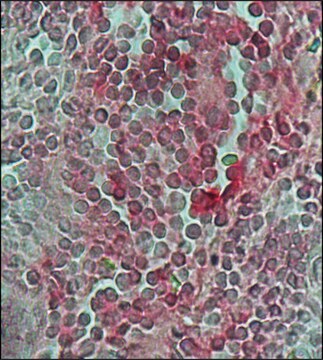 抗 人 IgG（全分子）-碱性磷酸酶 山羊抗 IgG fraction of antiserum, buffered aqueous solution