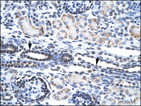 Anti-ETS1 antibody produced in rabbit IgG fraction of antiserum