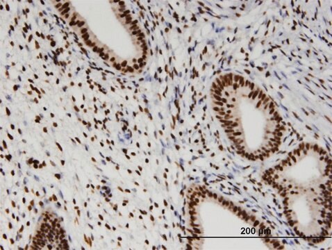 Monoclonal Anti-RBM3 antibody produced in mouse clone 4D6, purified immunoglobulin, buffered aqueous solution