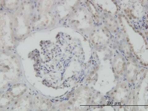 Monoclonal Anti-MPG antibody produced in mouse clone 1E10, purified immunoglobulin, buffered aqueous solution