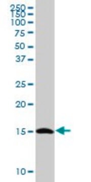 Anti-TCEB2 antibody produced in mouse purified immunoglobulin, buffered aqueous solution