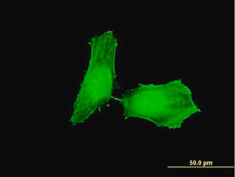 Monoclonal Anti-CHEK1 antibody produced in mouse clone 2G3, purified immunoglobulin, buffered aqueous solution