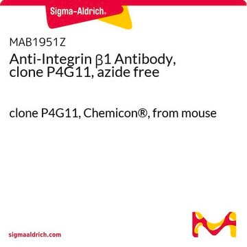 Anti-Integrin &#946;1 Antibody, clone P4G11, azide free clone P4G11, Chemicon&#174;, from mouse