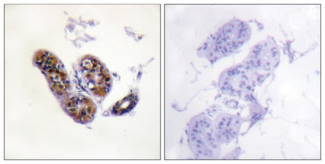 抗MITF ウサギ宿主抗体 affinity isolated antibody