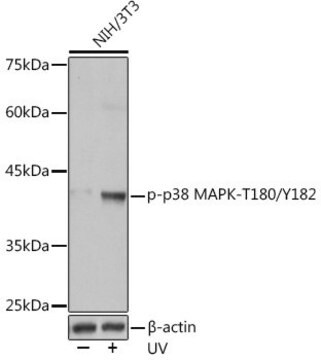 Anti-Phospho-p38 MAPK-T180/Y182 antibody produced in rabbit