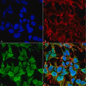 Monoclonal Anti-GABA A Receptor-Horseradish Peroxidase antibody produced in mouse clone S415-24