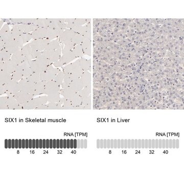 抗SIX1 ウサギ宿主抗体 Prestige Antibodies&#174; Powered by Atlas Antibodies, affinity isolated antibody, buffered aqueous glycerol solution