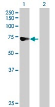 Anti-DDX43 antibody produced in mouse purified immunoglobulin, buffered aqueous solution