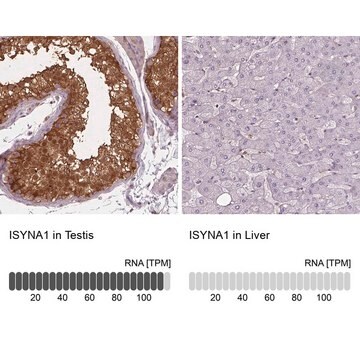 Anti-ISYNA1 antibody produced in rabbit Prestige Antibodies&#174; Powered by Atlas Antibodies, affinity isolated antibody, buffered aqueous glycerol solution