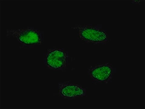 Monoclonal Anti-C11orf30 antibody produced in mouse clone 5D1, purified immunoglobulin, buffered aqueous solution