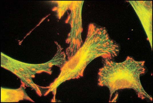 Anti-Tubulin antibody produced in rabbit whole antiserum