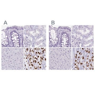 Anti-ATP4B antibody produced in rabbit Prestige Antibodies&#174; Powered by Atlas Antibodies, affinity isolated antibody, buffered aqueous glycerol solution