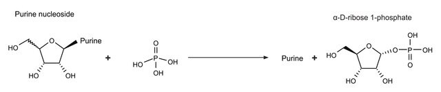 ヌクレオシドホスホリラーゼ 細菌 recombinant, expressed in E. coli, &#8805;10&#160;units/mg protein