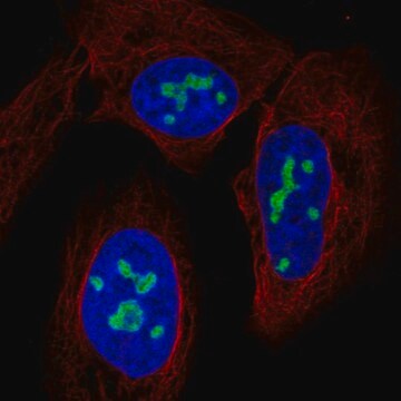 Anty-NAT10 Prestige Antibodies&#174; Powered by Atlas Antibodies, affinity isolated antibody