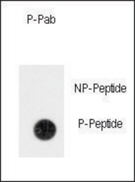 Anti-Phospho-ANTXR1-pY382 antibody produced in rabbit affinity isolated antibody, buffered aqueous solution