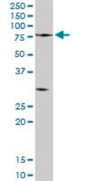 Anti-PCSK2 antibody produced in rabbit IgG fraction of antiserum, buffered aqueous solution