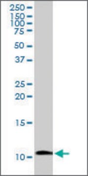 Anti-IAPP antibody produced in rabbit purified immunoglobulin, buffered aqueous solution