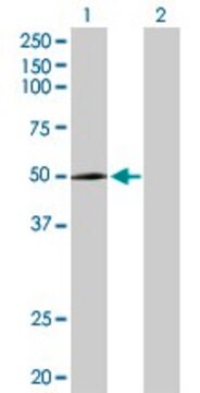 Anti-CYP2R1 antibody produced in rabbit purified immunoglobulin, buffered aqueous solution