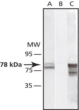 抗 GRP78/BiP (ET-21) 兔抗 IgG fraction of antiserum, buffered aqueous solution