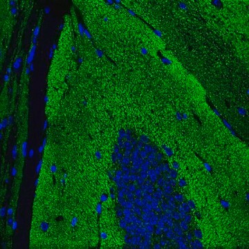 Anti-Synaptophysin-Antikörper, Klon&nbsp;SY38, Alexa Fluor&#8482; 488 Konjugat clone SY38, from mouse, ALEXA FLUOR&#8482; 488