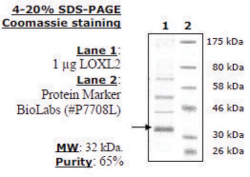 Lysyl Oxidase-like 2 (LOXL2) FLAG-tag (Sf9-derived) human recombinant, expressed in baculovirus infected insect cells, &#8805;65% (SDS-PAGE)