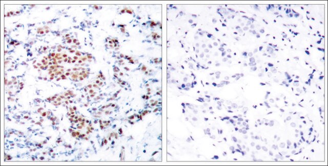 Anti-STAT5A (Ab-694) antibody produced in rabbit affinity isolated antibody