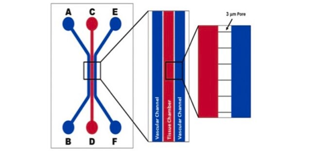 SynVivo SynBBB 3D blood brain barrier model chip assay kit, IMN2 linear configuration, includes pneumatic priming device