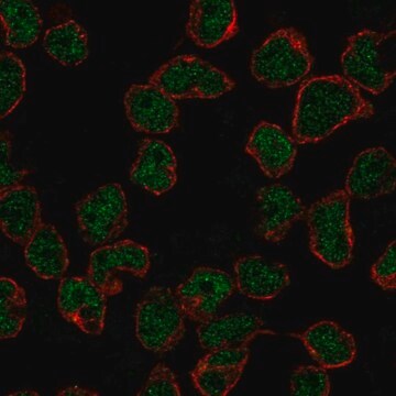 Anti-RAG2 antibody produced in rabbit Prestige Antibodies&#174; Powered by Atlas Antibodies, affinity isolated antibody